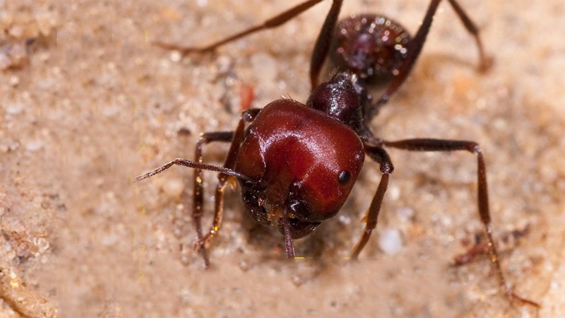 Messor cephalotes