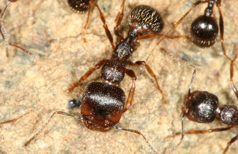 Messor muticus