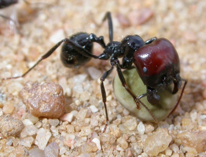 Муравьи Messor barbarus