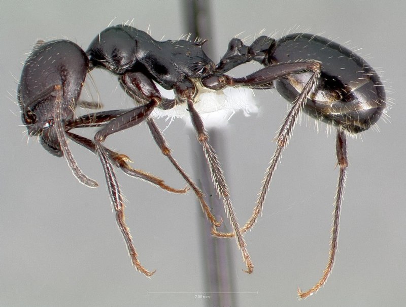 Messor aralocaspius
