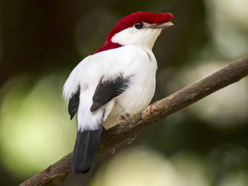 Araripe Manakin