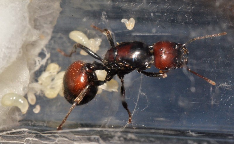 Муравьи Messor barbarus