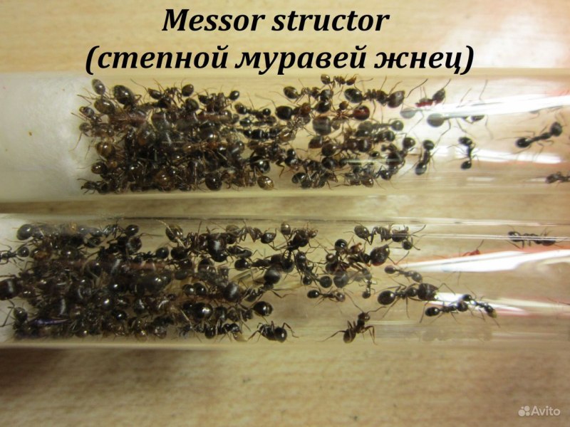 Муравьи степные жнецы Messor
