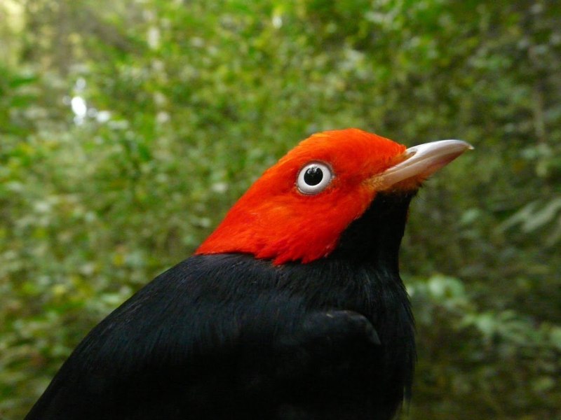 Red capped Manakin