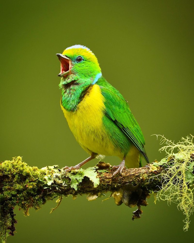 Chestnut-breasted Chlorophonia