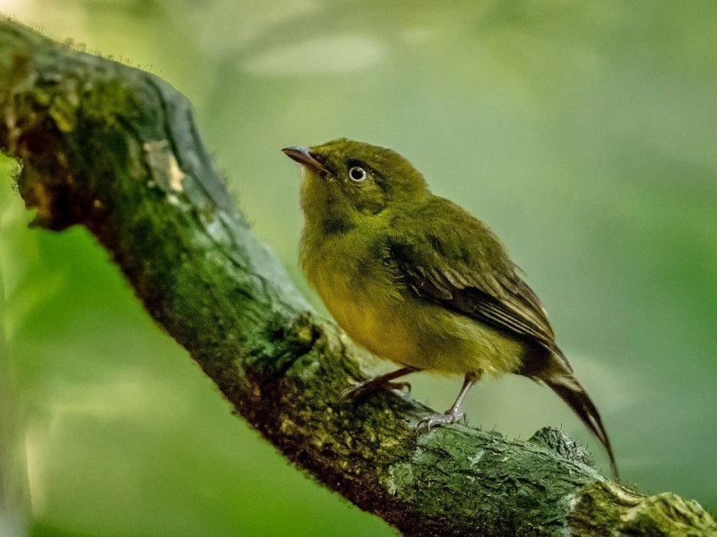 Sinobatis filicauda