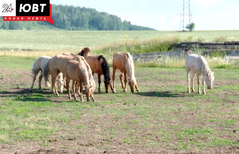 Лошадь по татарски