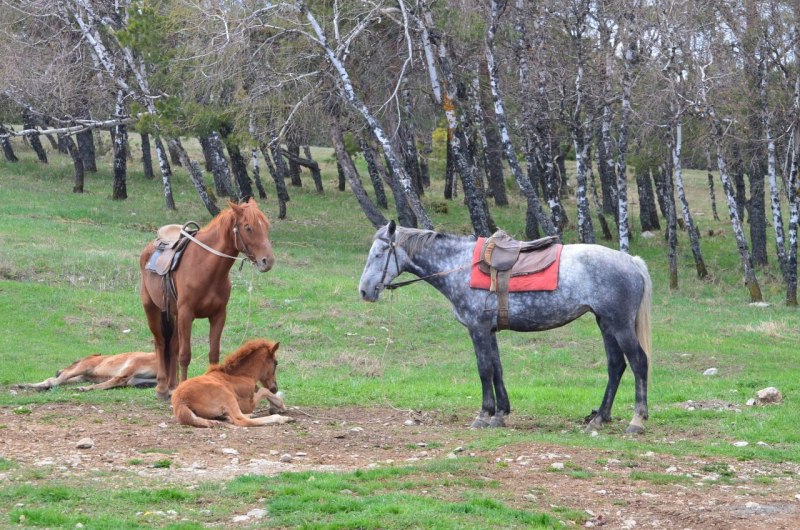 Татарская лошадь Бахмат