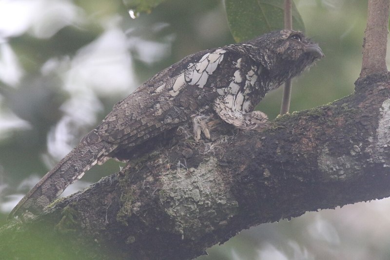 Batrachostomus cornutus