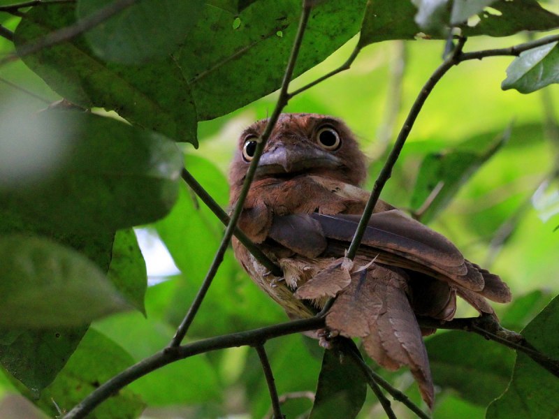 Sri Lanka Frogmouth