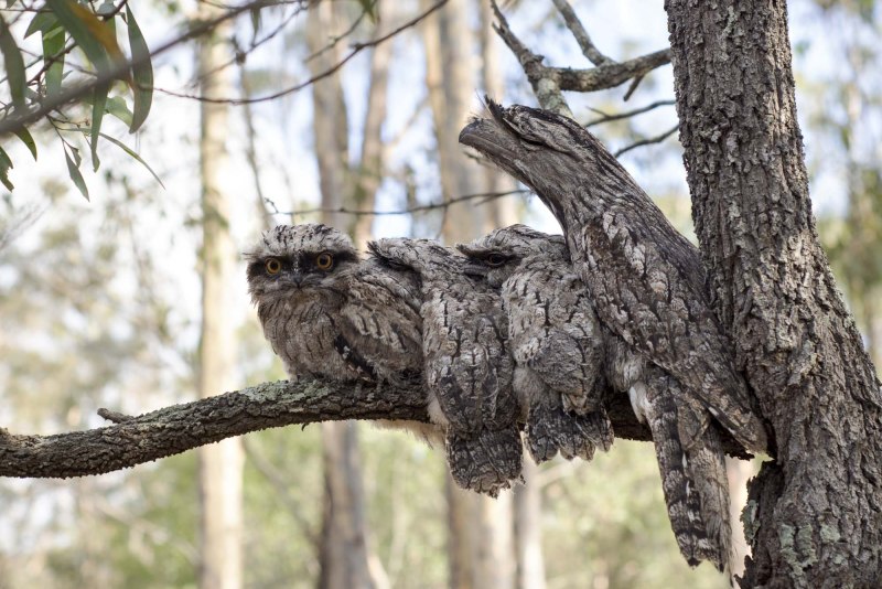 Tawny Frogmouth