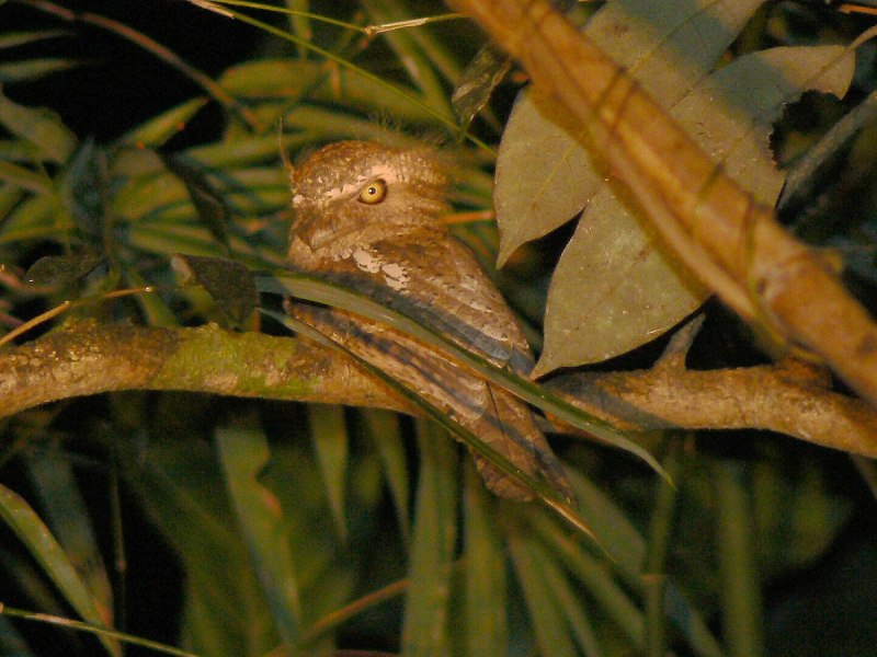 Aribates Javensis