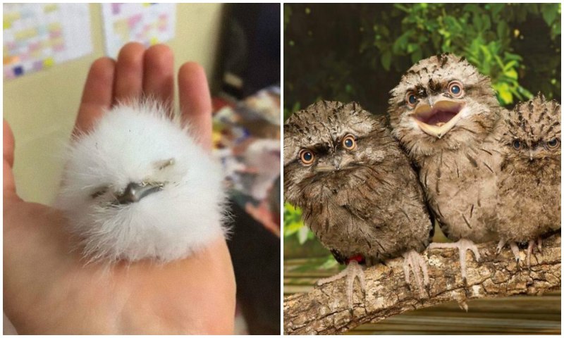 Лягушкорот птенец