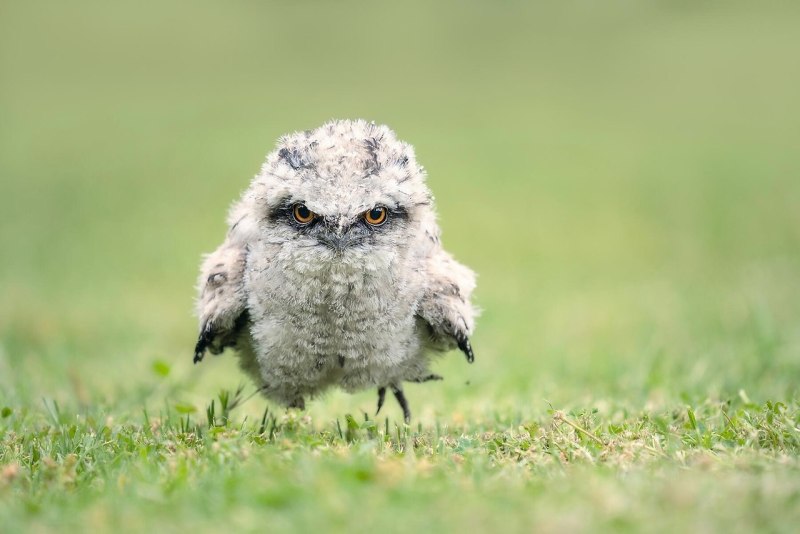 Tawny Frogmouth