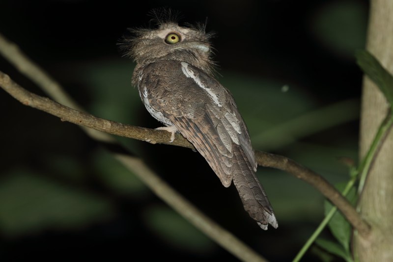 Batrachostomus auritus