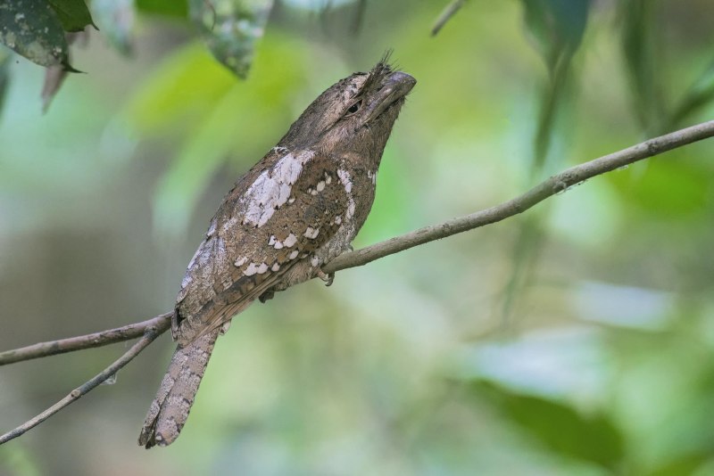 Batrachostomus moniliger