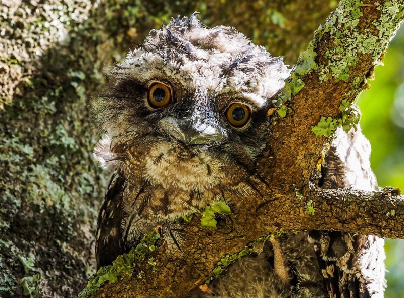 Tawny Frogmouth