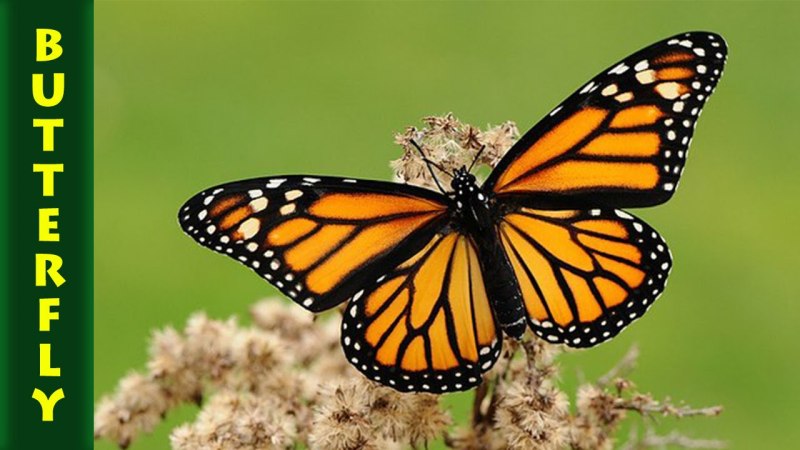 Бабочка Danaus plexippus