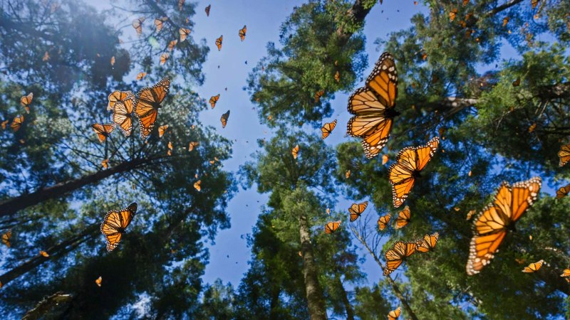 Monarch Butterfly Biosphere Reserve
