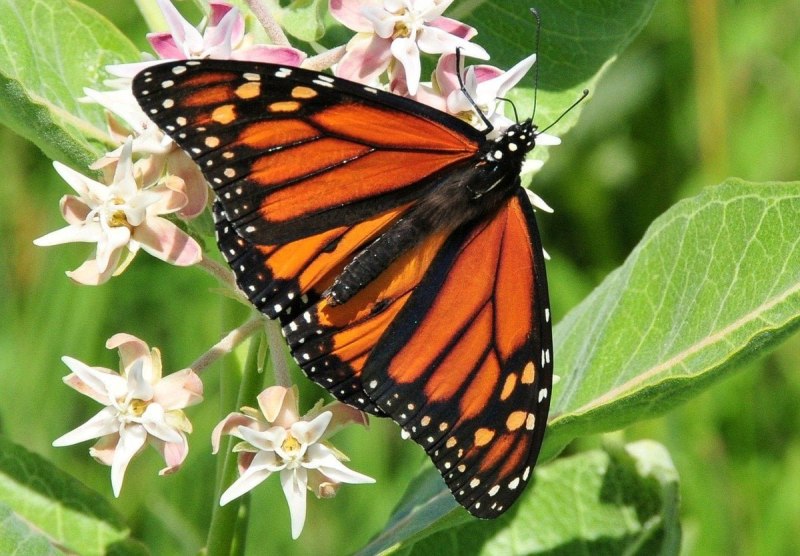 Бабочка Danaus plexippus