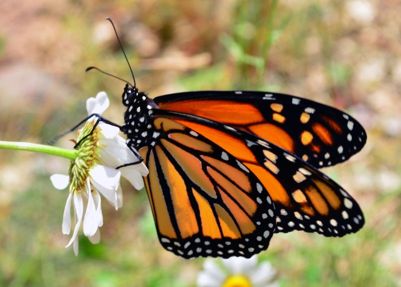 Danaus plexippus
