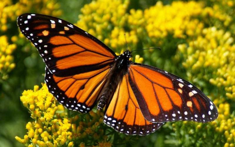 Бабочка Danaus plexippus