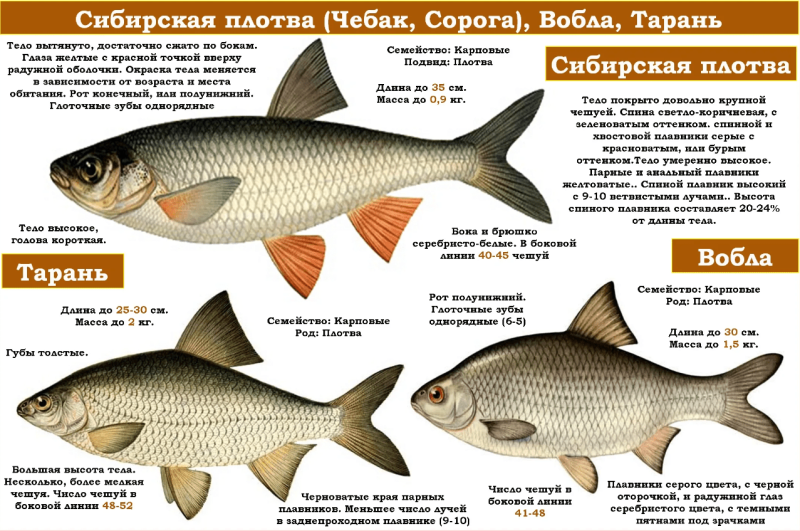 Плотва тарань вобла