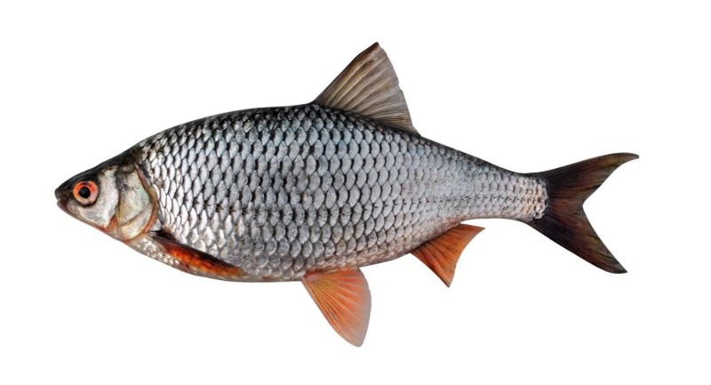 Сибирская плотва rutilus rutilus lacustris