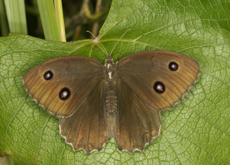 Бабочка minois Dryas