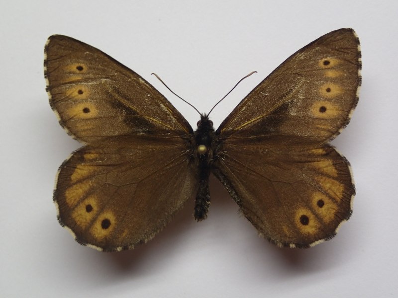 Oeneis diluta
