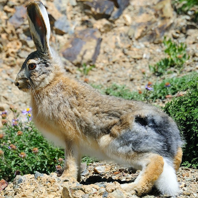 Lepus oiostolus