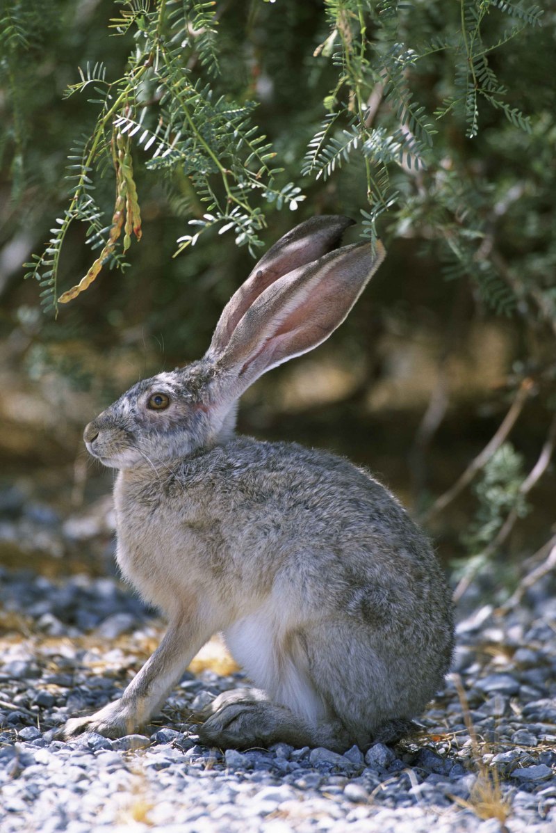 Заяц Русак (Lepus europaeus)