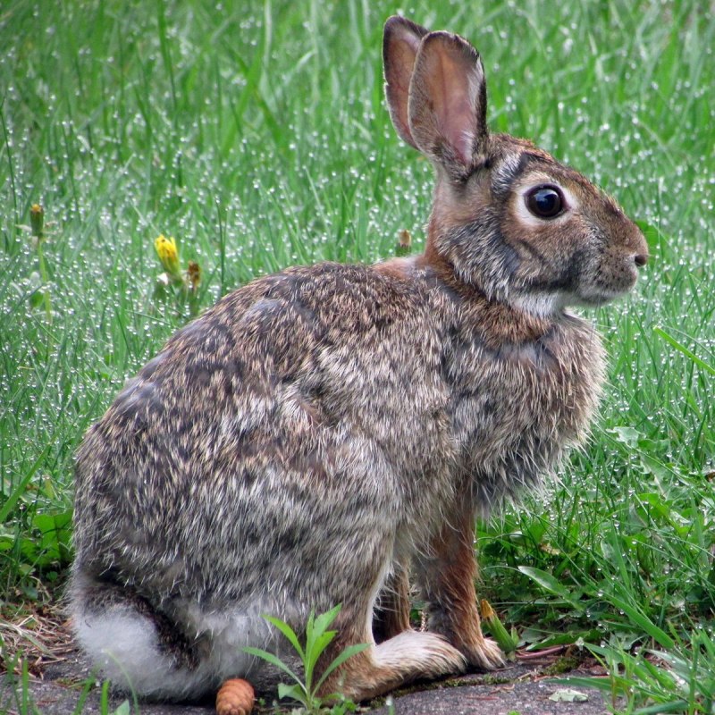 Sylvilagus varynaensis