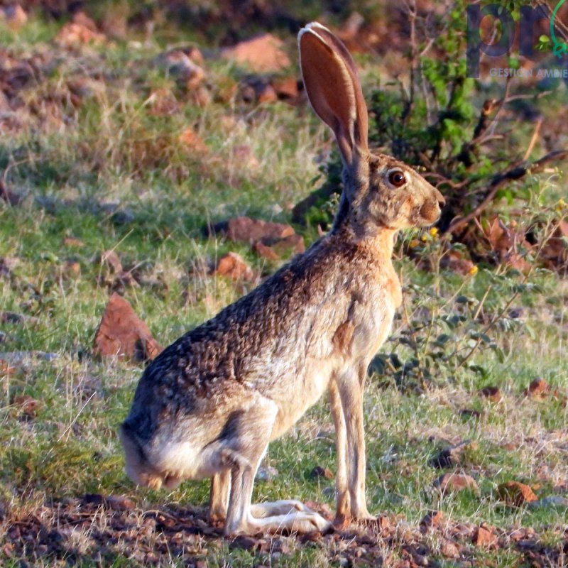 Lepus alleni