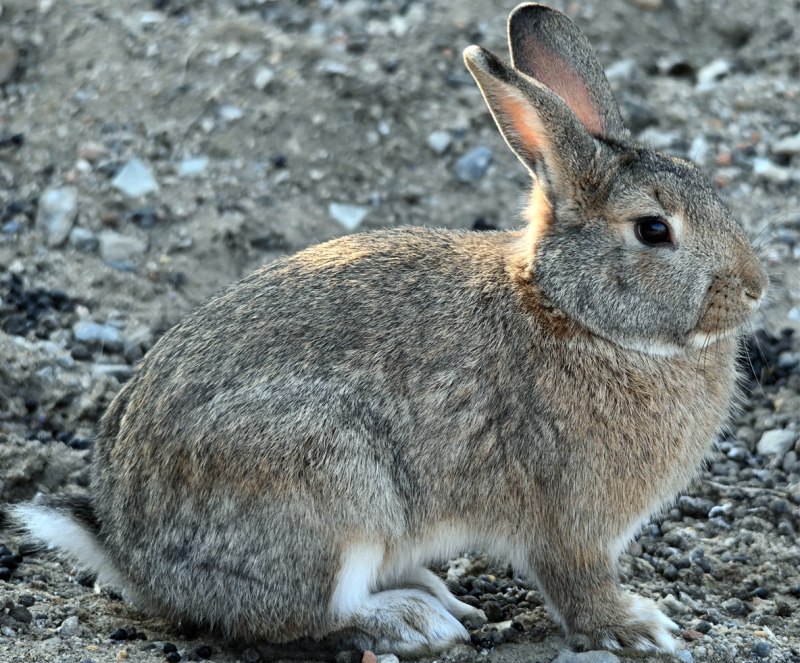 Заяц (Lepus starcki)