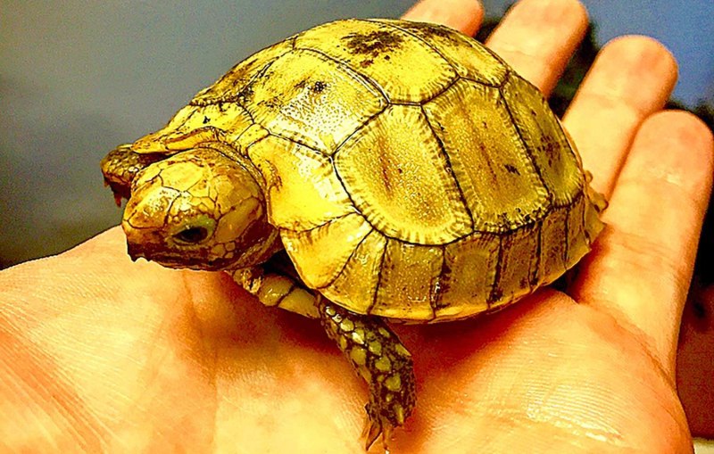 The Chinese Box Turtle