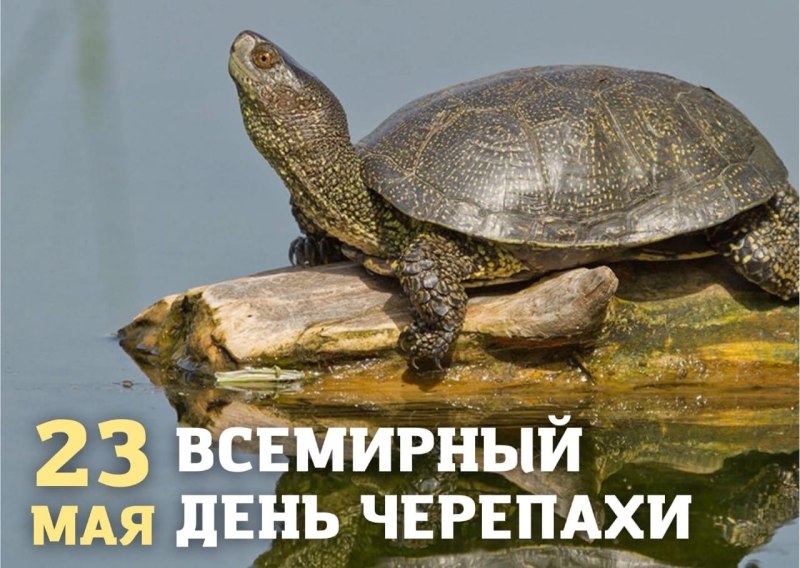 Европейская Болотная черепаха