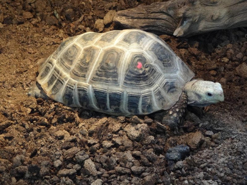 Indotestudo elongata