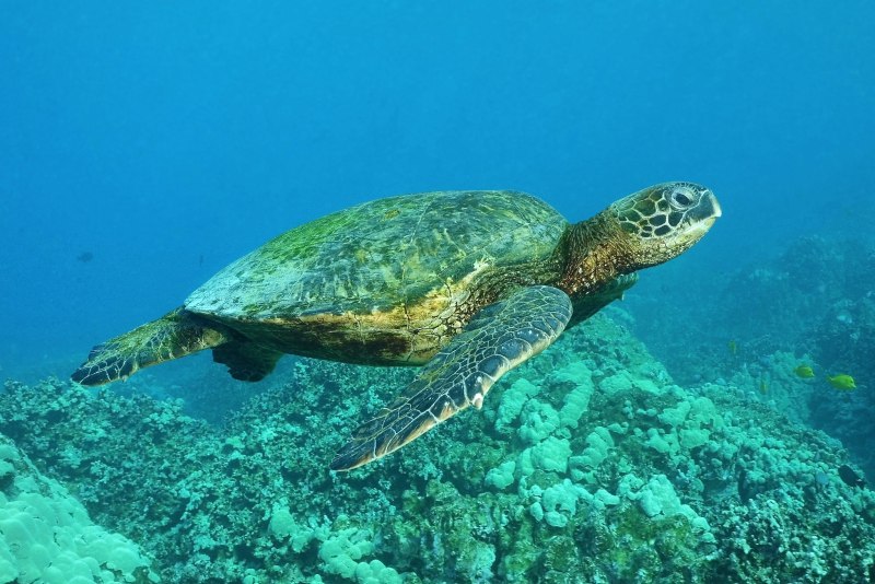 Хоксбильская морская черепаха
