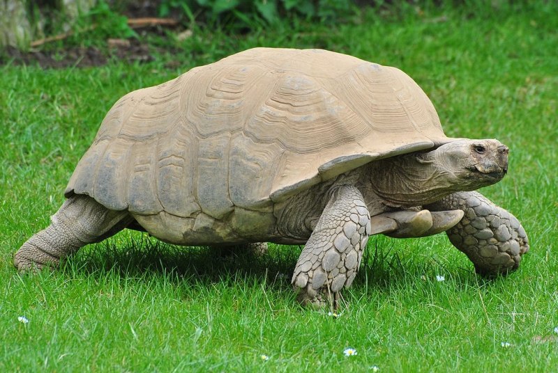Черепаха шпороносная Centrochelys sulcata