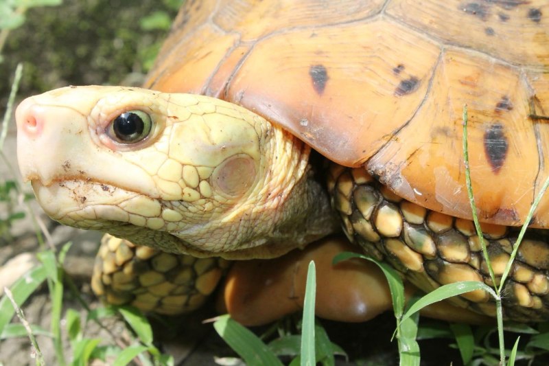 Indotestudo elongata