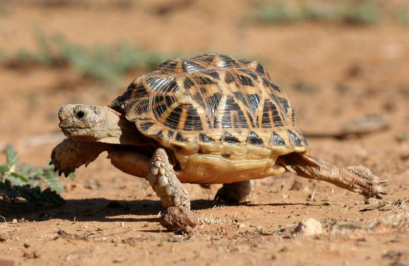 Graptemys nigrinoda