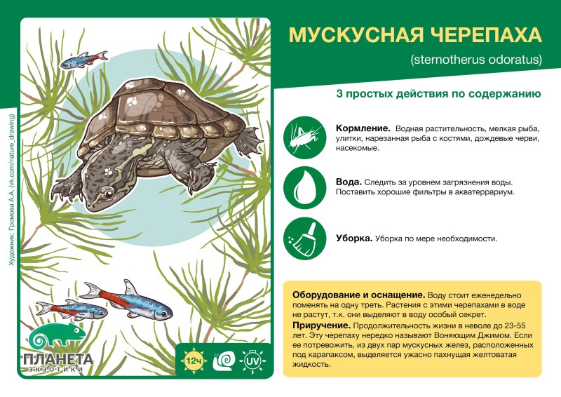 Мускусная черепаха содержание