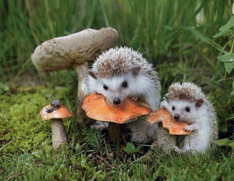 Еж с ежатами