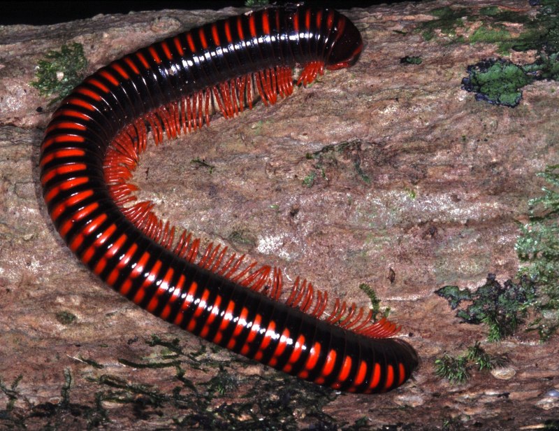 Многоножка Millipede