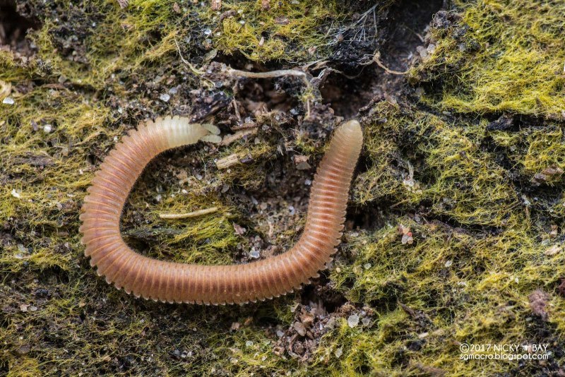 Двупарноногие (Diplopoda)