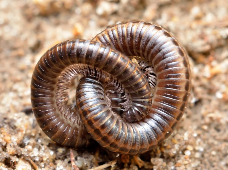 Кивсяк серый Rossiulus kessleri