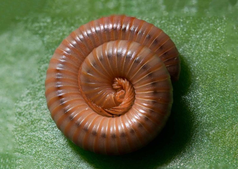 Многоножка Millipede