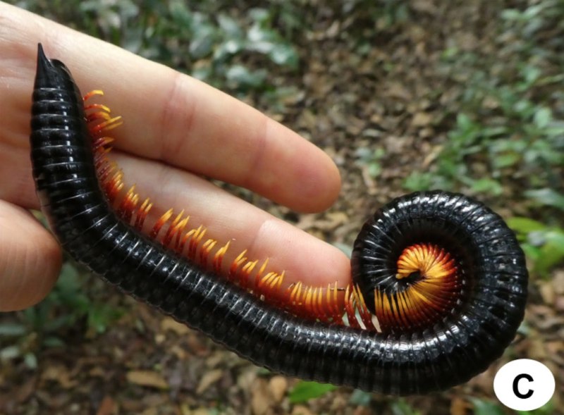 Многоножка Millipede