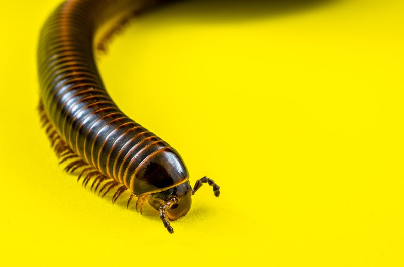 Многоножка Millipede